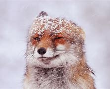 Image result for Fox Winking