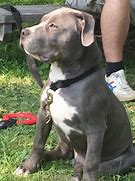 Image result for 4 Month Old American Pit Bull