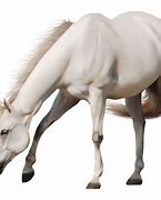 Image result for White Horse Head PNG