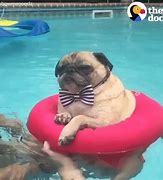 Image result for Non Inflatable Pool Floats