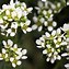 Image result for cochlearia_officinalis