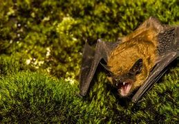 Image result for Giant Bat Species