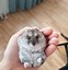 Image result for Cutest Dwarf Hamster