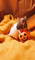 Image result for Cutest Rat Halloween
