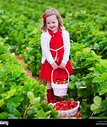 Image result for Pictures of Children Picking Strawberries