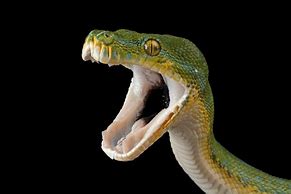 Image result for Python Mouth