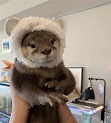 Image result for Cute Little Otter
