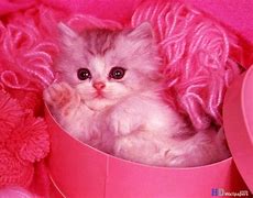 Image result for Cute Kitty PFP 1080 X 1080