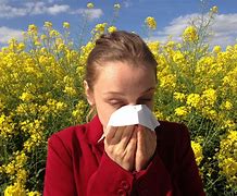 Image result for Hay Fever Allergy