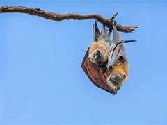 Image result for Sleeping Bat Drawing