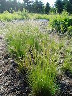 Bildergebnis für Deschampsia flexuosa