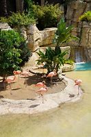 Image result for Pink Flamingo Parks