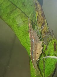 Image result for Freshwater Amano Shrimp