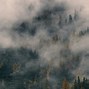 Image result for Fog Forest Wallpaper
