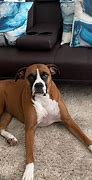 Image result for Overweight Boxer Dog