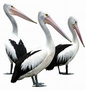 Image result for Pelican Flying