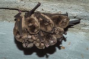 Image result for Bat Cuddles