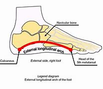 Image result for Transverse Arch Foot