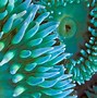 Image result for Save Wallpaper Image Sea Life