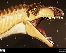 Image result for Dinosaur Bones Display