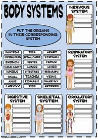 Image result for Organization of the Human Body Worksheets