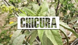 Image result for chicura