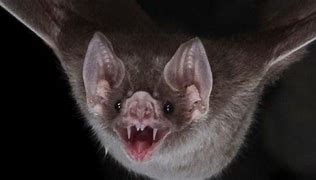 Image result for Vampire Bat Eating Blood