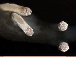Image result for Cat Feet Meme