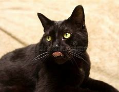 Image result for Surprised Black Cat