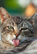 Image result for Cat with Funny Face