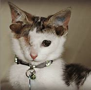 Image result for Cute Cat with Ears Back