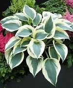 Image result for Hosta Blue Ivory