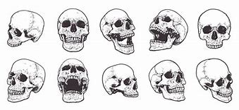 Image result for Different Human Skulls