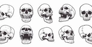 Image result for Human Skull Profile