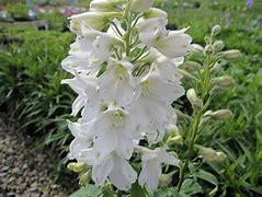 Image result for Delphinium magic fountain Pure White