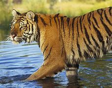 Image result for Siberian Tiger Walking
