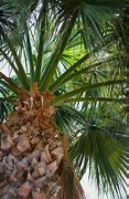 Image result for What Is a Palm Top