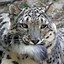 Image result for Snow Leopard Biting Tail