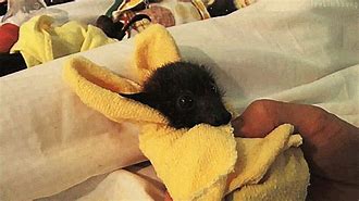 Image result for Black Fruit Bat