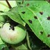 Image result for Apple Tree Petal Fall