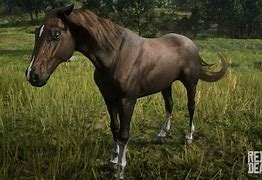 Image result for Flaxen Chestnut Morgan Horse
