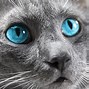 Image result for White Female Cat with Blue Eyes