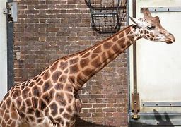 Image result for Outdoor Giraffes