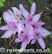 Image result for Colchicum agrippinum