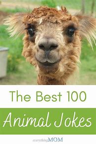 Image result for Animal Jokes That Make You Laugh