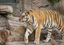 Image result for Zoo Tiger Attack