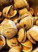 Image result for Hard Clam