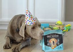 Image result for Dog Birthday Gift Ideas