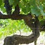 Image result for Tenuta Sette Ponti Vigna dell Impero Toscana