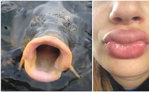 Image result for Fishy Lips